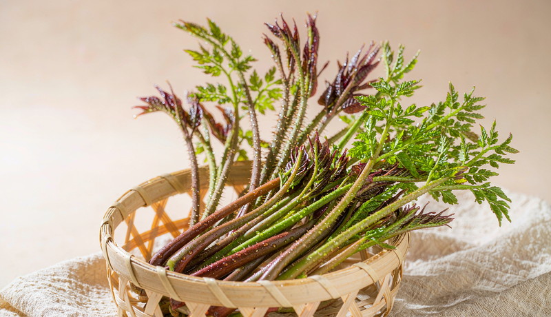 文山春季香椿芽与刺头菜——走空运保鲜的山野菜时鲜